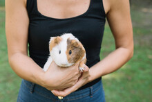 Woman Holding A Guinea Pig At Farm