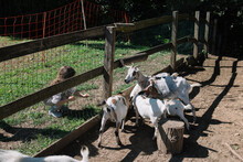 Little Girl Feeding Goats At Farm