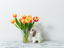 Cute Rabbit With A Vase Of Tulips
