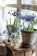 Iris Growing In Pot And Cut Flowers By Window