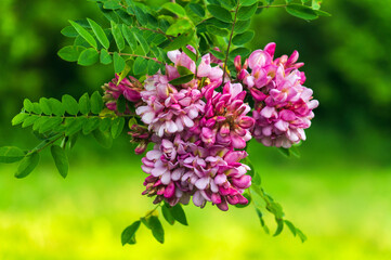 Wall Mural - A branch of pink acacia during the summer flowering period. Medicinal plant