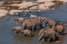 A Herd Of Elephants Bathing