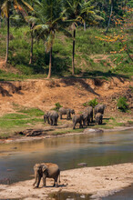 A Herd Of Elephants At The Water Hole