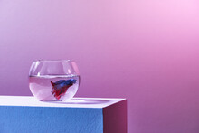 Blue Siamese Fighting Fish In Fish Container