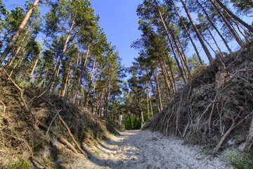 Wall Mural - A forest on the coast of the Baltic Sea - Katy Rybackie city