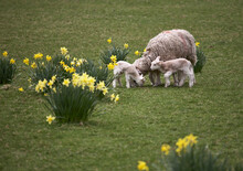 Newborn Lambs And Daffodils In Spring. Lake District, Cumbria, UK.