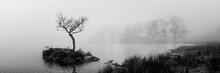 Rydal Water Lone Tree Black And White Lake District