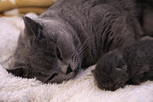 The newborn baby blue cat sleeps in bed with her mother