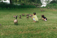 Kids Sitting In The Grass Feeding The Geese. 