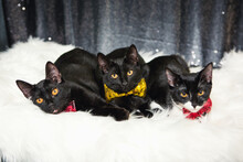 Cute Black Kittens Wearing Bowties