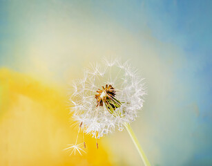 white dandelion on yellow-blue background