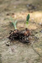 Two Bulbs With Leaves And Roots