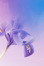 Blue Haze & Iris In Bloom