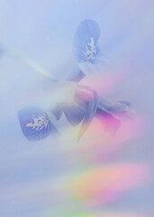 Rainbow lights and flower