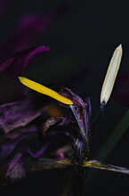 Fallen Pollen Powder On Iris Anther