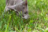Fototapeta  - Cat Eats Fresh Grass In Park In Summer Close Up.