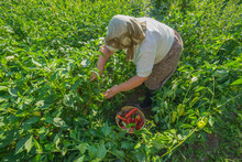 Red Pepper Harvest
