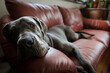 © Ibai Acevedo/Stocksy - Big dog resting on the couch