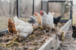 © Melanie DeFazio/Stocksy - Chickens in the garden