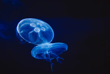 A Flock Of Jellyfish Under Water On A Dark Background.