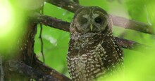 A Spotted Owl Rests In A Tree In The Sierra Nevadas.