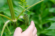 A Child Touching A Green Worm