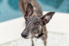 Close Up Of A Greyhound Near The Pool
