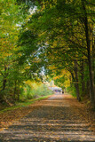 Fototapeta  - road in autumn forest with leaves