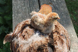 Fototapeta  - Bébé poussin sur sa maman poule