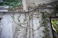 Vines Growing On Walls Of Empty Warehouse
