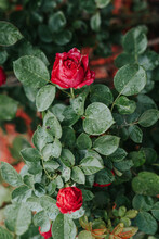 Red Rose And Bud On A Leafy Green Bush With Raindrops