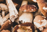 Fototapeta  - Fresh Wild White Mushrooms Close Up.