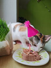 Cat In  Birthday Hat Eating Birthday  Cake       On A Pink Background