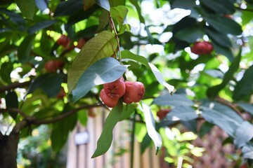 Canvas Print - Wax apple fruits. Myrtaceae tropical fruit.