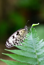 Idea Leuconoe Butterfly