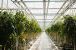 © Melissa Milis Photography/Stocksy - Tomato greenhouse