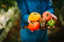 Woman Holding Tomatoes In Different Colors And Shapes