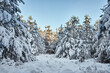 © Liam Grant/Stocksy - Dense Pine forest in heavy snow. Thetford, Norfolk, UK.