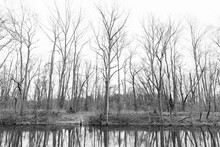 Winter Trees Reflecting In The River In Black And White
