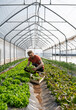 © Simone Wave/Stocksy - Man picking fresh vegetables in a greenhouse