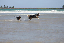 Two Dogs Play Together On Beautiful Beach
