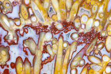 Petrified Palm (Arecaceae) Root 
