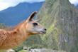 Peruvian Llama in Machu Picchu