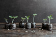 © Melanie DeFazio/Stocksy - Seedlings
