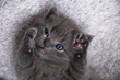 © ChaoShu Li/Stocksy - Close-up cute blue cat baby, playing in the nest