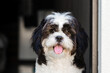 © Gillian Vann/Stocksy - cute puppy