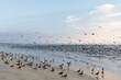 © Simone Anne/Stocksy - Seagulls and seabirds on the beach and in the ocean in a feeding frenzy