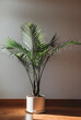 © Melanie DeFazio/Stocksy - House plant
