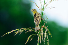 Female Bobolink Perched On A Stalk Of Grass