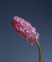 Single Pink Hyacinth Flower